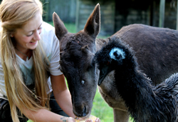 1Great Ocean Road Wildlife Park image.jpg